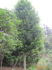 湖南長(zhǎng)年低價(jià)供應(yīng)樂(lè)昌含笑苗木 優(yōu)質(zhì)資源與實(shí)惠組合